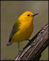 _6SB9897 prothonotary warbler